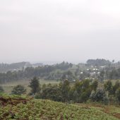  Farmland (Rwanda)